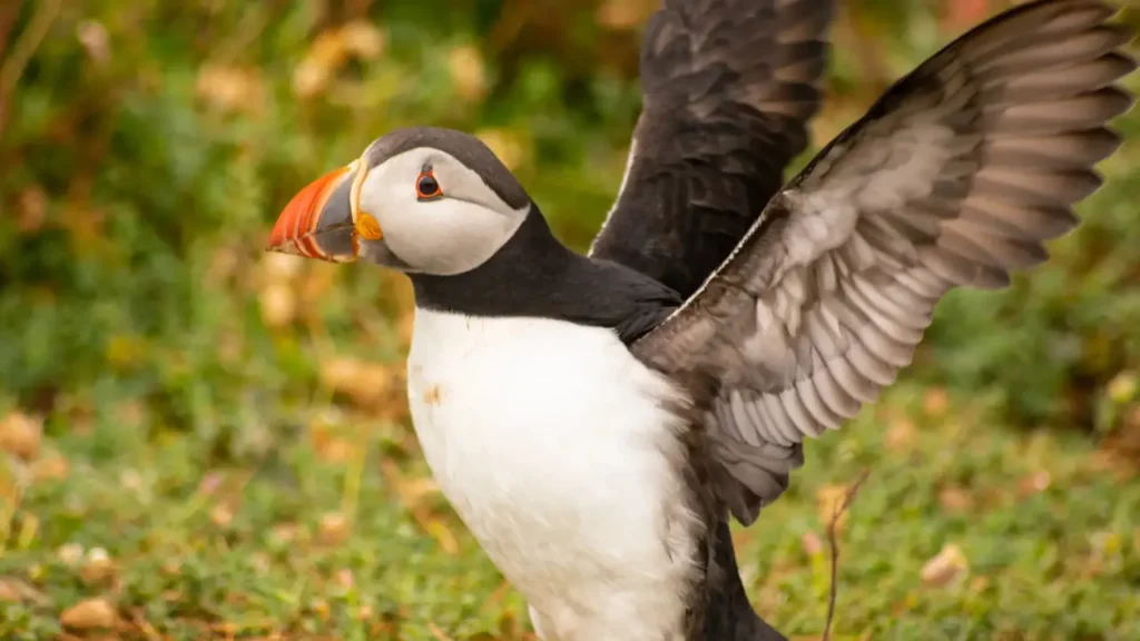 Bird photo taken by Edyta Domaradzka, a professional photographer from Bristol