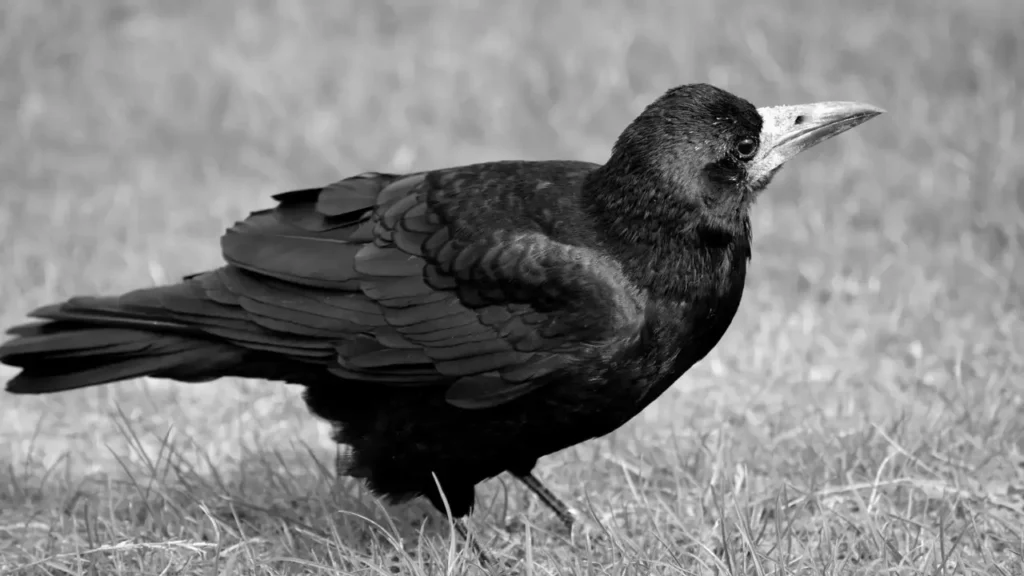 Bird photo taken by Edyta Domaradzka, a professional photographer from Bristol