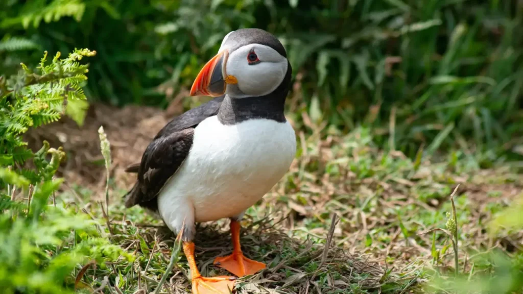 Bird photo taken by Edyta Domaradzka, a professional photographer from Bristol