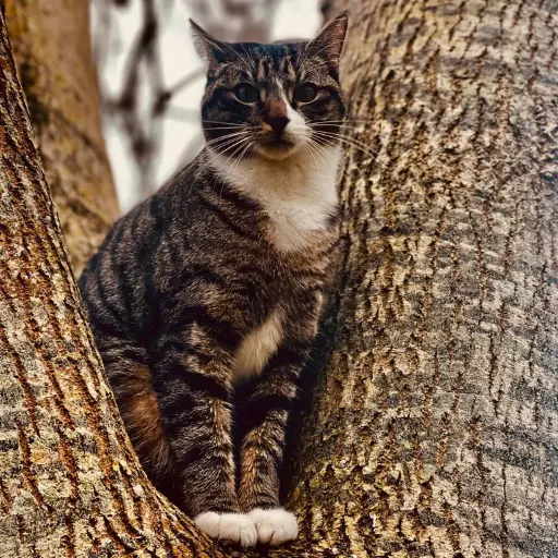 Photo of a cat sitting on a tree