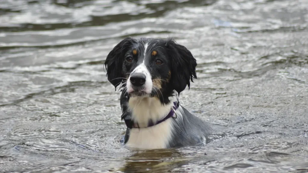 Dog photo taken by Edyta Domaradzka, a professional photographer from Bristol