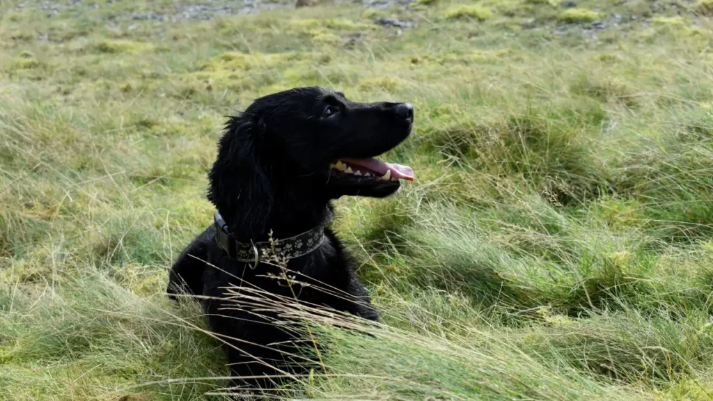 Dog photo taken by Edyta Domaradzka, a professional photographer from Bristol