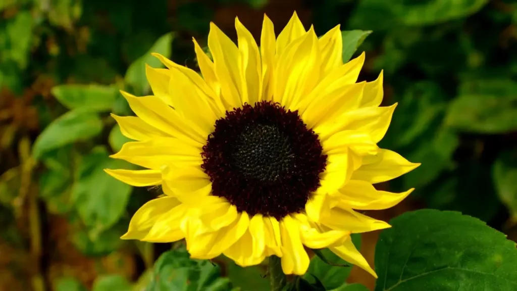 Sunflower photo taken by Edyta Domaradzka, a professional photographer from Bristol