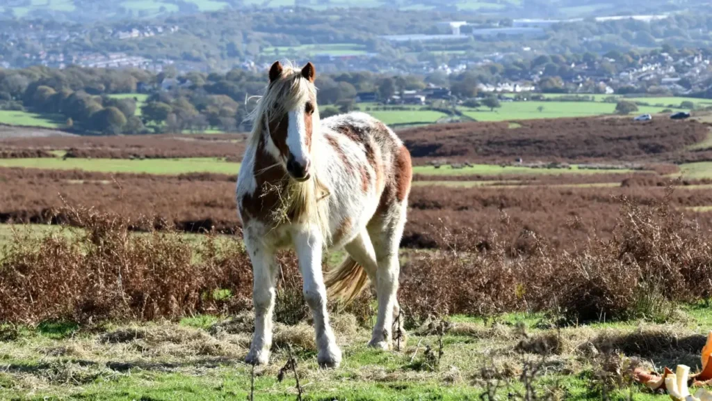 Horse photo taken by Edyta Domaradzka, a professional photographer from Bristol
