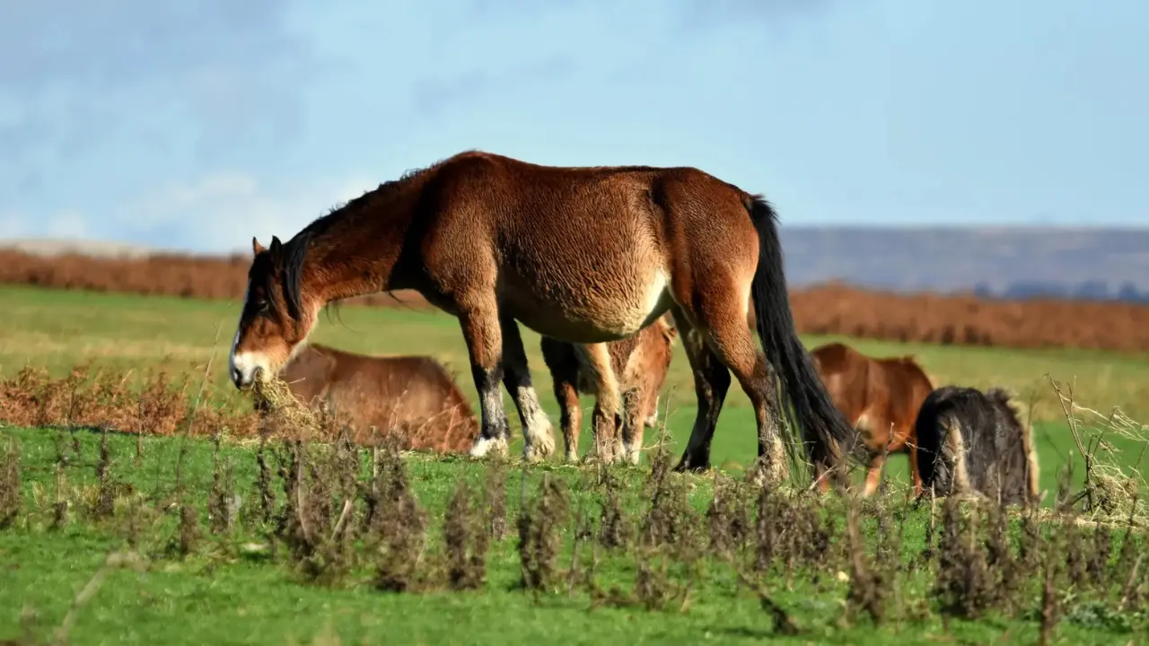 Horses photo taken by Edyta Domaradzka, a professional photographer from Bristol