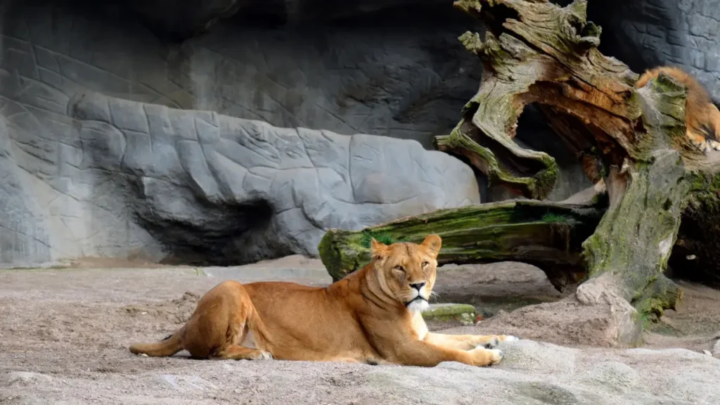 Lioness photo taken by Edyta Domaradzka, a professional photographer from Bristol