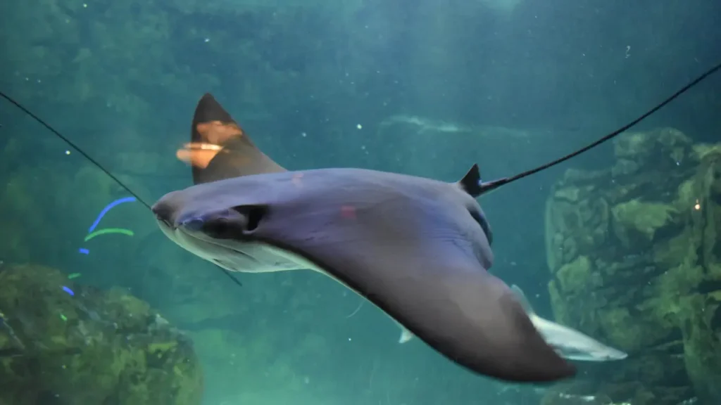 Manta photo taken by Edyta Domaradzka, a professional photographer from Bristol