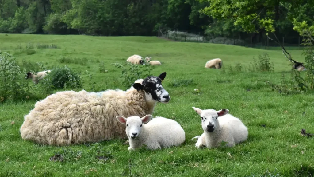 Sheep photo taken by Edyta Domaradzka, a professional photographer from Bristol